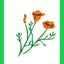 California Poppy Plant Print