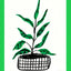 Green Plant Print Sale